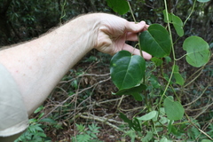 Streptothamnus moorei