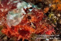 Raggy Scorpionfish photo 3