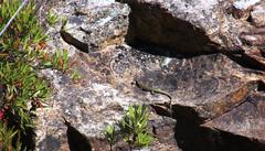 Australolacerta australis