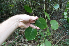 Streptothamnus moorei
