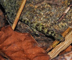 Cnemaspis kumpoli