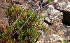 Australolacerta australis