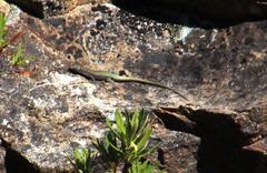 Australolacerta australis