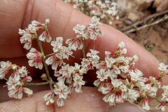 Eriogonum microtheca simpsonii