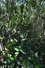 Garcinia amplexicaulis