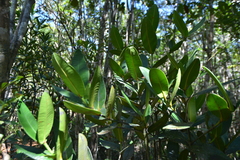 Garcinia amplexicaulis