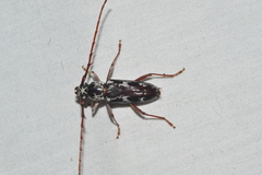 Elaphidion