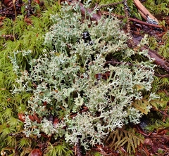 Cladonia multiformis