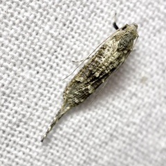 Gerontha acrosthenia