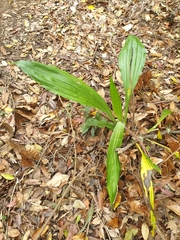 Calanthe triplicata