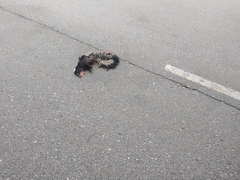 Mephitis mephitis nigra