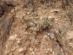 Eriogonum microtheca simpsonii
