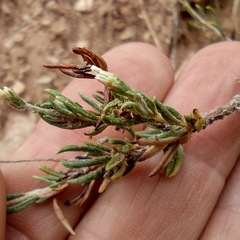 Eriogonum microtheca simpsonii