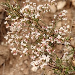 Eriogonum microtheca simpsonii