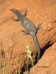 Varanus tristis