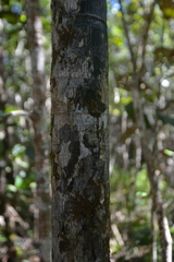 Basselinia deplanchei