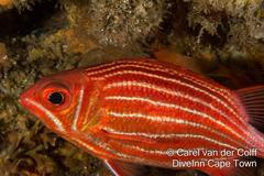 Sargocentron diadema
