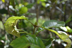 Codia spatulata