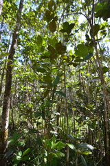Codia spatulata