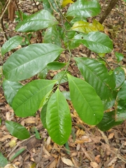 Eupomatia laurina