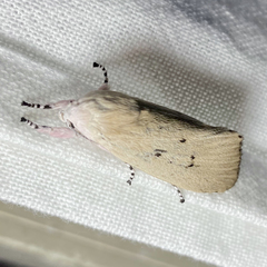 Cryptophasa balteata