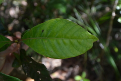 Codia spatulata