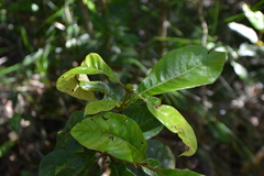Codia spatulata