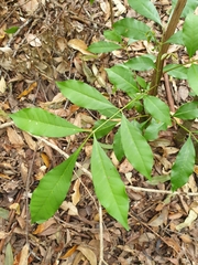 Eupomatia laurina
