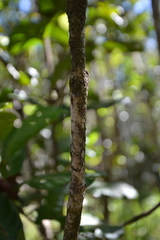 Codia spatulata