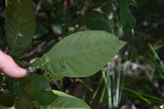Codia spatulata