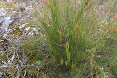 Allocasuarina rigida