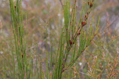 Allocasuarina rigida
