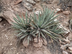 Yucca baccata baccata