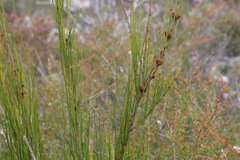Allocasuarina rigida