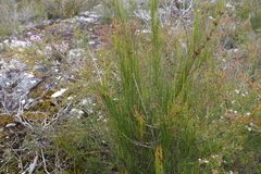 Allocasuarina rigida