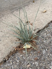 Hesperaloe parviflora