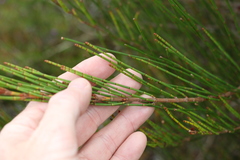 Allocasuarina rigida