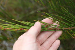 Allocasuarina rigida