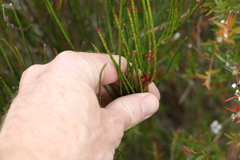 Allocasuarina rigida