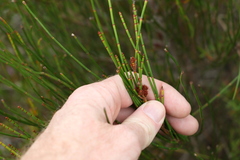 Allocasuarina rigida