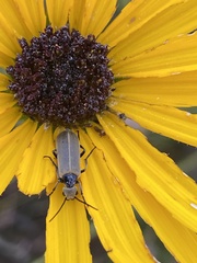 Epicauta heterodera