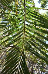 Chambeyronia divaricata