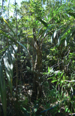 Chambeyronia divaricata