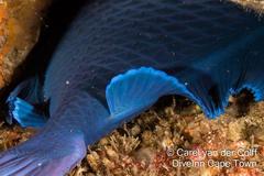 Odonus niger