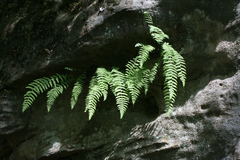 Woodsia caucasica