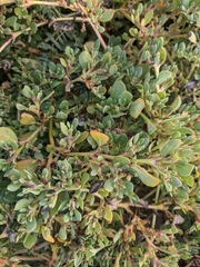 Trianthema portulacastrum