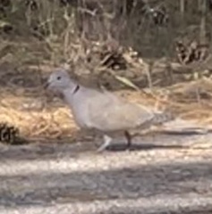 Streptopelia decaocto