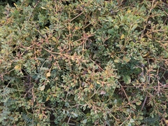Trianthema portulacastrum