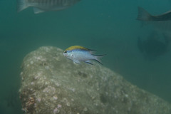 Chromis nitida