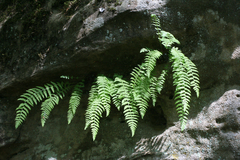 Woodsia caucasica